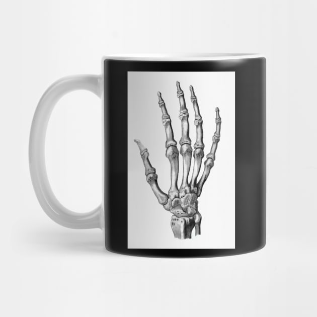 Skeleton Hand by VictorianGothic